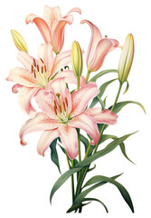 PNG  Flower lily drawing plant.