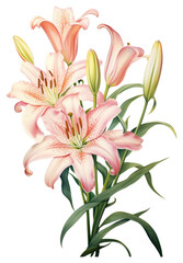 Naklejka premium PNG Flower lily drawing plant.