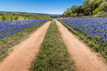Dirt road through meadows filled with blue bonnets