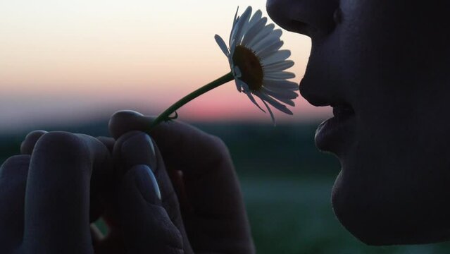 A woman is smelling a daisy flower at sunset on blooming summer field. Chamomile. White daisy flowers in a field of green grass at sunset. Nature, flowers, spring, biology, fauna concept