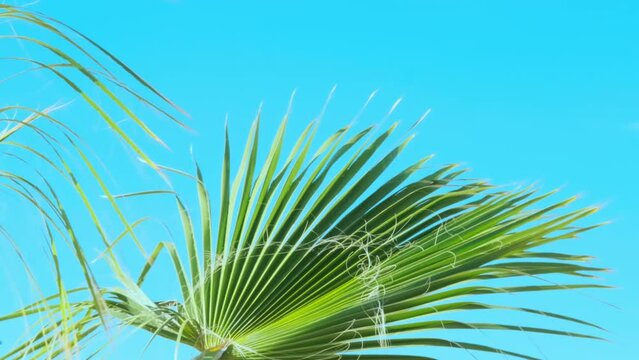 tropical leaf African Sabal fan palm close-up, natural beauty tropics, tropical atmosphere in advertising travel agencies, hotels, airlines, food and beverages, natural world