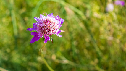 Scabiosa atropurpurea