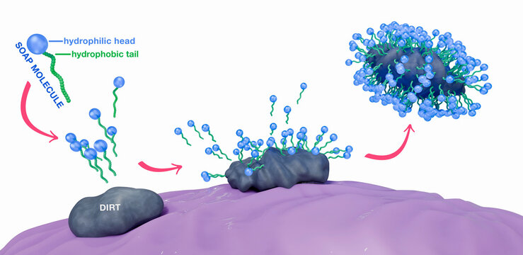 Soap molecules surrounding and capturing dirt forming a micelle structure. The hydrophobic tail is attracted to grease, oily substances and the hydrophilic head is attracted to water. 3d illustration