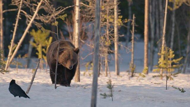 Big male brown bear walking in the thick snow in Finland