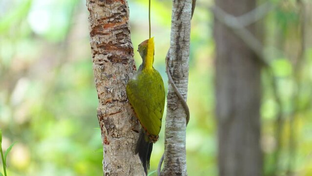 Greater Yellownape Woodpecker bird watching in the forest and sounds in nature.