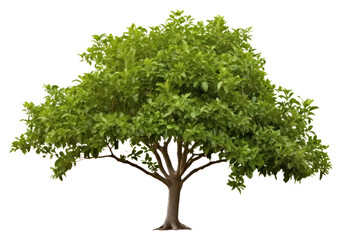 PNG Bonsai plant tree leaf.