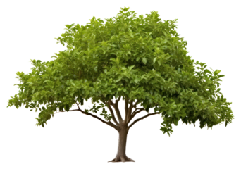 PNG Bonsai plant tree leaf.