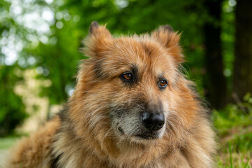 Naklejka premium a sheepdog crouched