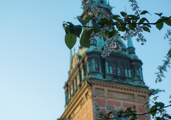 Close up of flowering tree branches in front of the church tower