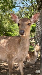 Fototapeta premium Wild Sika Deer