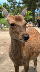 Fototapeta premium Wild Sika Deer