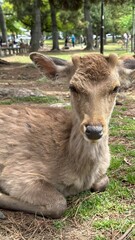Fototapeta premium Wild Sika Deer