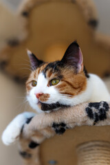 Domestic beautiful tricolor cat with yellow (amber) eyes sits on a cat climbing frame indoors and...