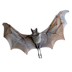 Uncommon bat species among flying insects in native environment associated with novel viruses white background trasnpants PNG