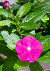Catharanthus (lat. Catharanthus) is a genus of annual or evergreen perennial herbaceous plants. Blooming periwinkle against a green background.