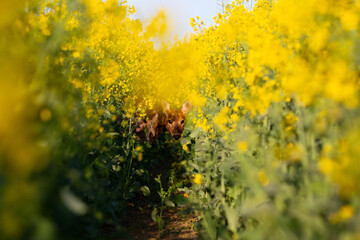 Curious deer in rapeseed (Capreolus capreolus)