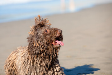 Spanish spaniel sitting on the sand on the beach looking attentively at its owner. Copy space.