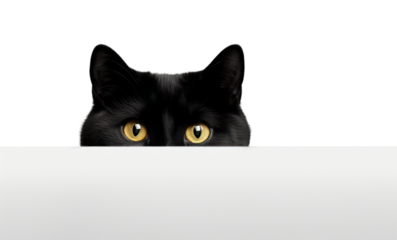 PNG Black cat peeking animal mammal.