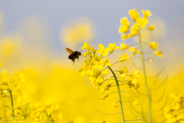 Dark bumblebee in the rapeseed field in the pollen search (Bombus terrestris)