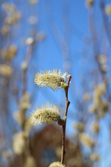 a beautiful branch with a fluffy bud on a blue sky background