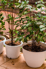 Photo Of Potted Plants With Green Leaves