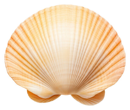 PNG Sea shell invertebrate seashell seafood.