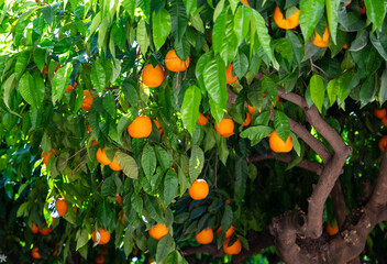 Oranges on trees in Andalucia in Spain