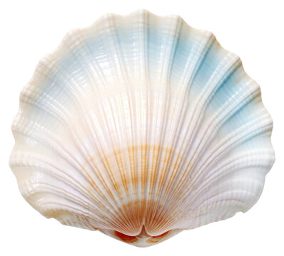 PNG Sea shell invertebrate seashell seafood.