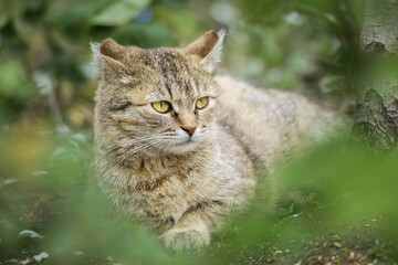 Gray striped cat walks on a leash on green grass outdoors....
