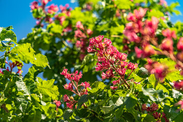 Pink blooms beautifying the Aesculus x carnea tree in the spring season. refreshing sight of pink chestnut flowers brightening up the cityscape