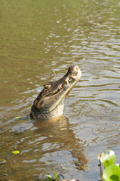 Black kajman Melanosuchus niger south america