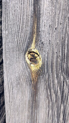 Old wooden boards, old fence, background for photo wood texture