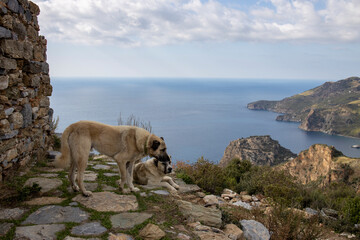 two large dogs guard the entrance, near the wall of an ancient fortress, against the backdrop of a...
