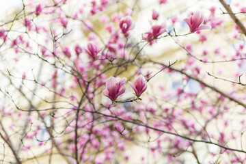 Blooming magnolia tree in springtime in city. Magnolia blossom in spring. Copy space and empty place for advertising