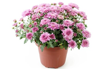 Fresh chrysanthemum flowers in pot on white background