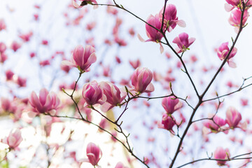 Blooming magnolia tree in springtime in city. Magnolia blossom in spring. Copy space and empty...