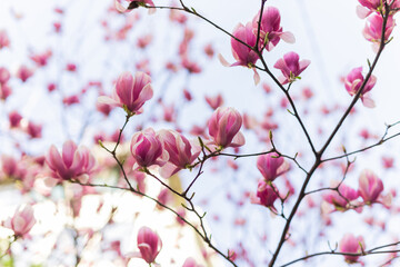 Blooming magnolia tree in springtime in city. Magnolia blossom in spring. Copy space and empty place for advertising