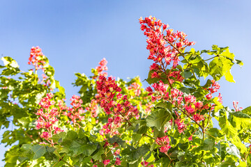 Aesculus x carnea tree in its spring flowering glory, showcasing pink blooms. pink chestnut flowers blooming in the heart of Kyiv