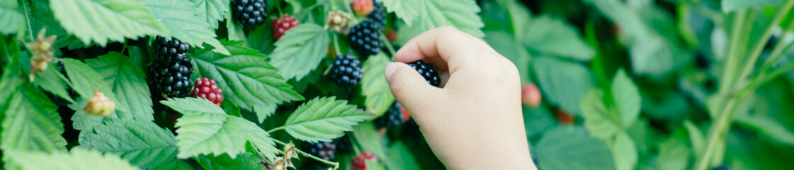 Panorama view Asian boy picking up fresh ripe blackberry from homegrown shrub at backyard garden...