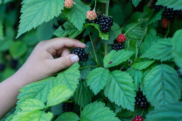 Close-up Asian boy hand picking up fresh ripe blackberry from homegrown shrub at backyard garden...