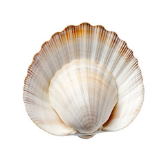 white clam shell isolated on transparent background.