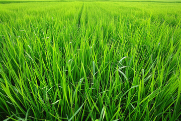 Obraz premium sunset A vast of green grass or space wide expanse 