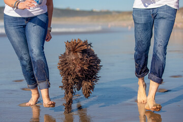 Spanish Water Dog running on the beach shore with his family. Dog as a family. Travel with dog.