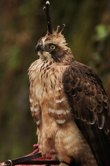 A close up photography of a brown eagle in Vietnam.