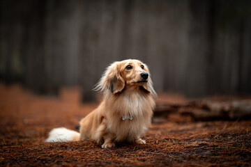golden retriever portrait
