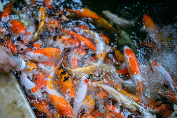 Colorful koi fish swimming in the pond