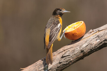 Baltimore Orioles eating orange halves in spring