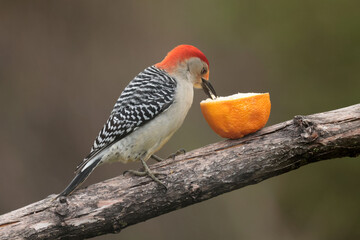 Red Bellied Woodpecker male taking advantage of Baltimore Oriole food, feeding on a spring day