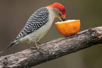 Red Bellied Woodpecker male taking advantage of Baltimore Oriole food, feeding on a spring day