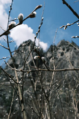 willow against the background of mountains
